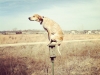 maddiecoonhound-01