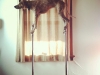maddiecoonhound-02