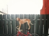 maddiecoonhound-04