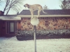 maddiecoonhound-07