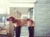 maddiecoonhound-10
