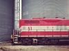 maddiecoonhound-11