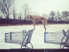 maddiecoonhound-12